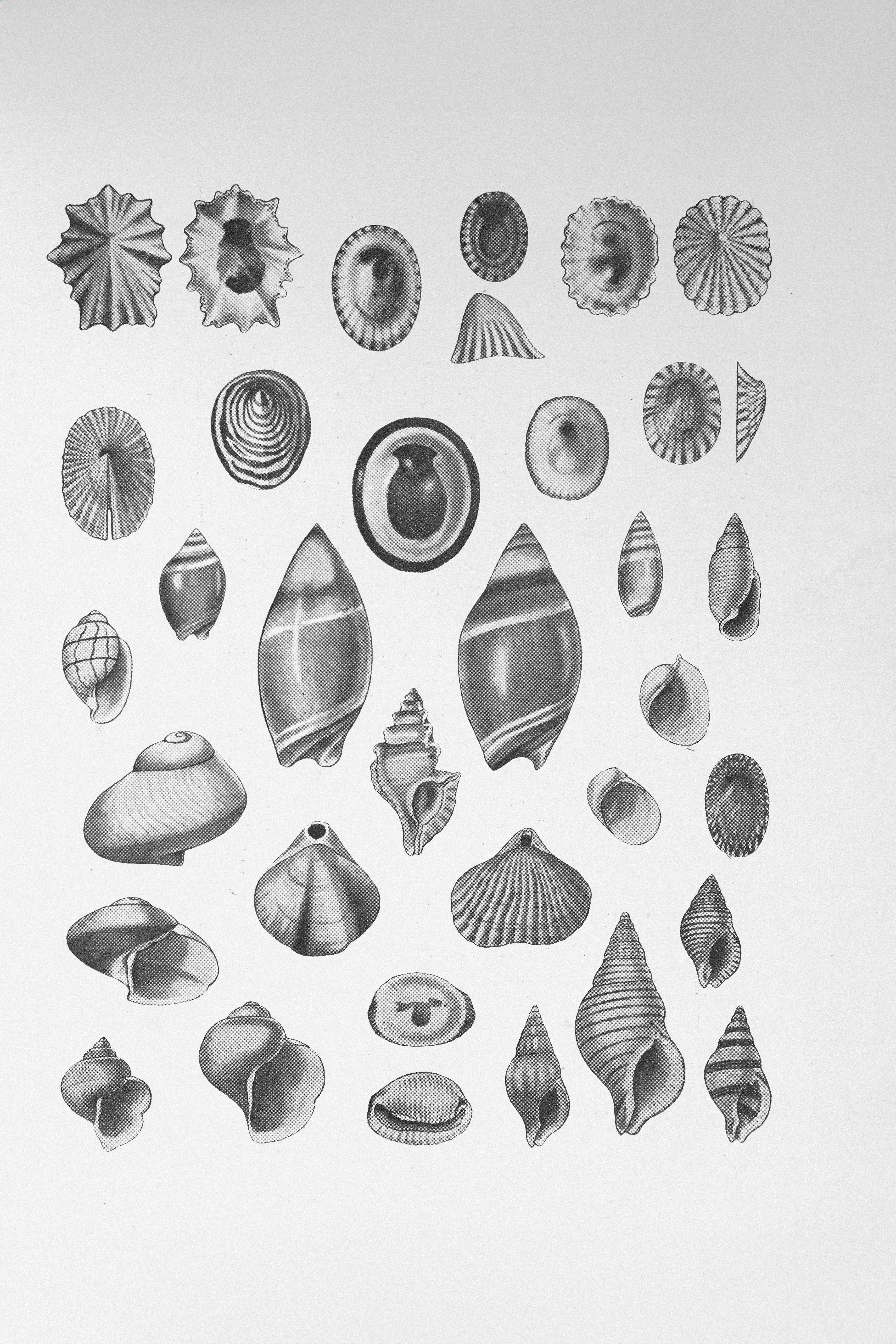 a vast biodiversity of black and white charcoal/ink images of shells on white paper