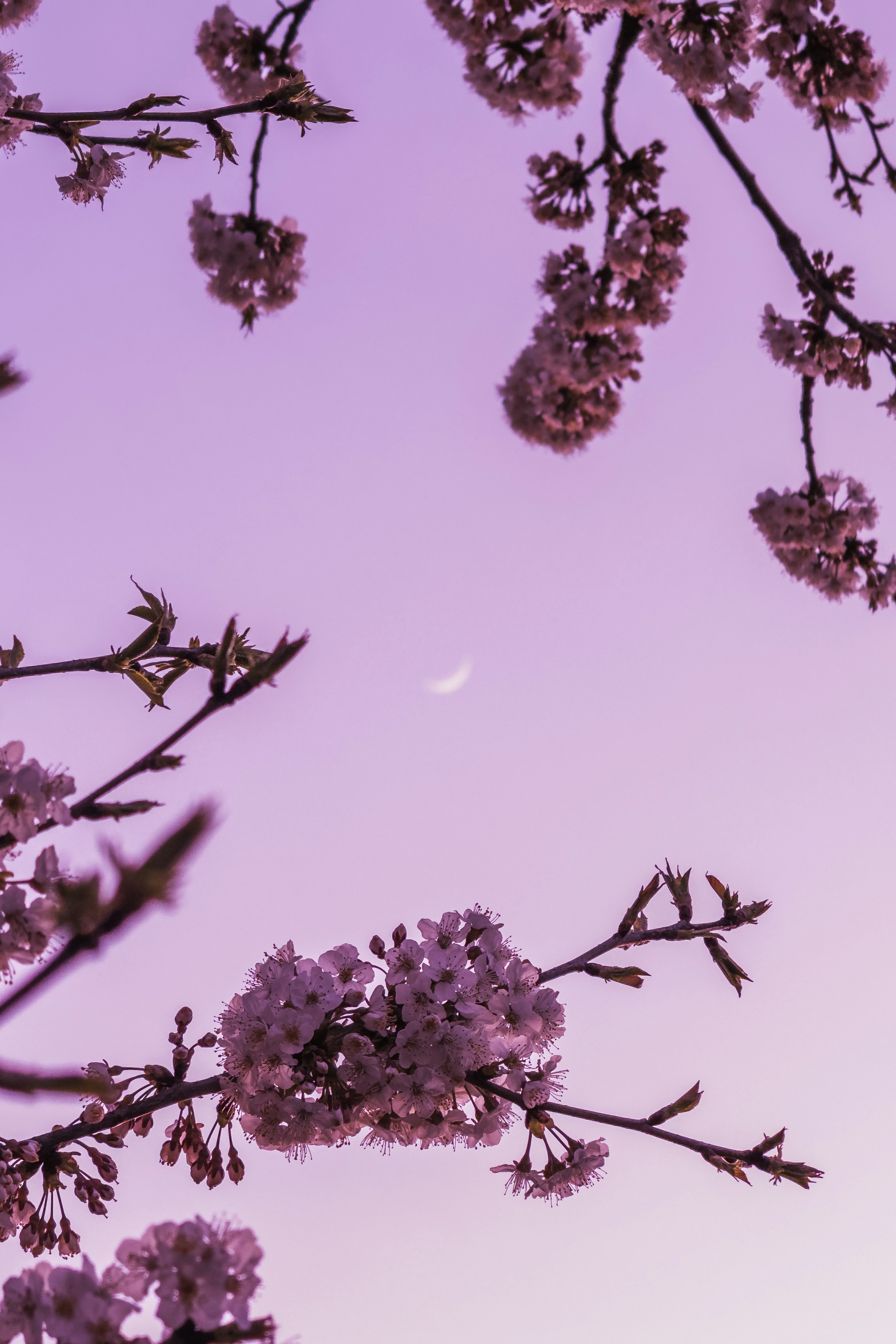 cherry branches and leaves